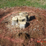 A tree stump in the middle of a circle of dirt.